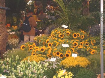 Sunflowers