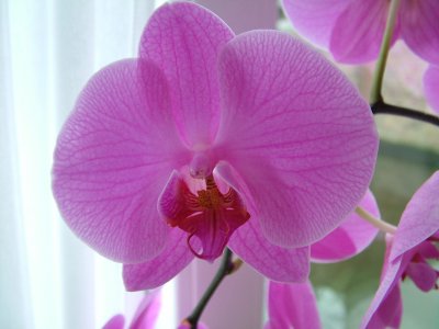 4 Orchid