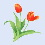A tulip2