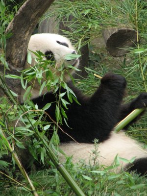 Vienna Panda.jpg