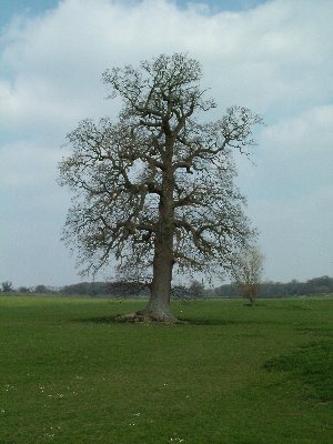 R Mottisfont tree