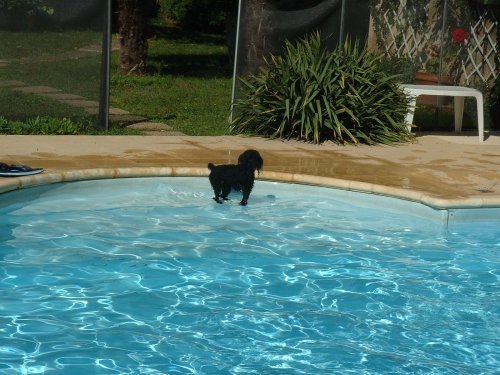 Cottage Pool dog.jpg