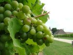Monbaz GrapesTN.jpg