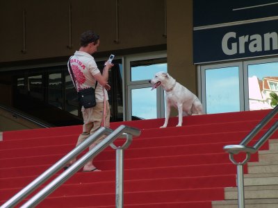 H Cannes dog.jpg