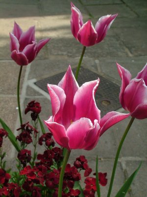 JA Tulips