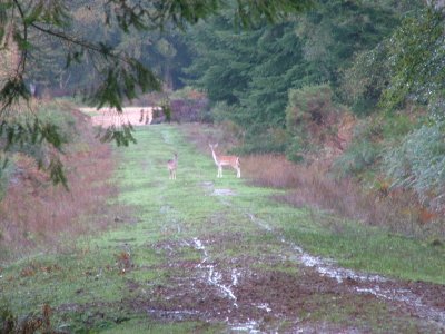 2006 Deer