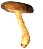 To mushroom page