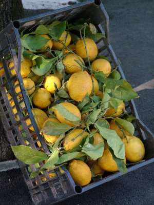 a5 Sorrento lemons