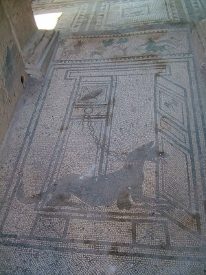 d4 Pompeii canus.jpg