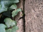 Rome Lizard TN.jpg