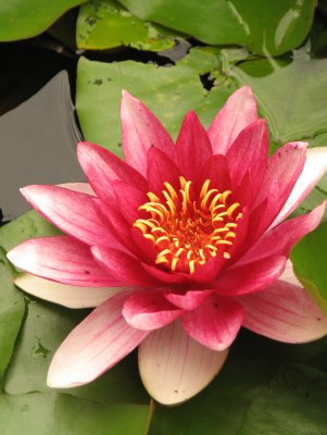 Summer ib water lily2