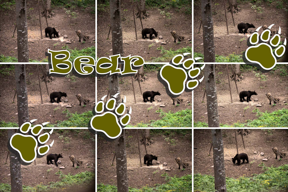 Collage 07 bear.jpg