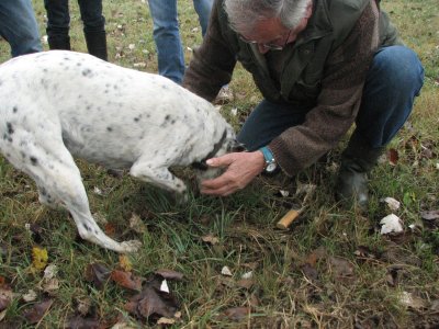 zn Truffle hound